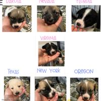 Cuccioli di razza mista