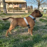 English Staffordshire Bull terrier MONTA Staffy