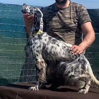 Cani da ferma setter