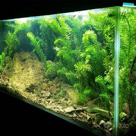 Egeria Densa (Elodea) – Pianta Ossigenante Antialg