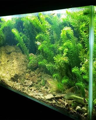 Egeria Densa (Elodea) – Pianta Ossigenante Antialg