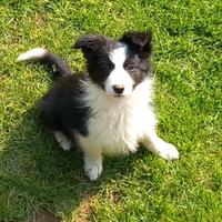 Cuccioli di border collie con pedigree
