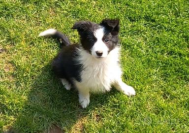 Cuccioli di border collie con pedigree