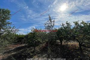 Terreno, Campofelice di Roccella.