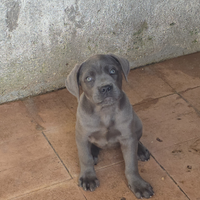 Cuccioli cane corso