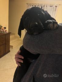 Cucciolo di cane maschio