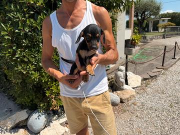 Cucciole Bassotto x Pinscher
