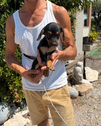 Cucciole Bassotto x Pinscher