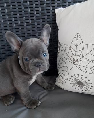 Bulldog francese