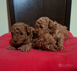 Barboncini toy cuccioli