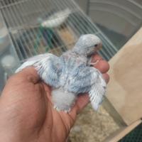 Inseparabili allevati a mano