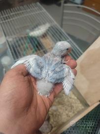 Inseparabili allevati a mano