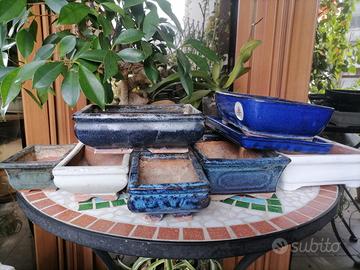Set di 7 vasi bonsai + 1 sotto vaso