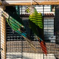 Coppia pappagalli con piccoli