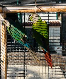 Coppia pappagalli con piccoli