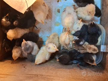 Pulcini di gallina