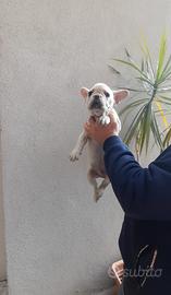 Cuccioli di bulldog francese