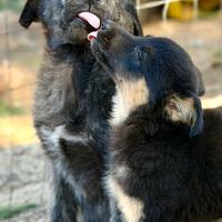 Taglia media, maschi . Cuccioli