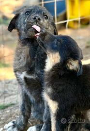 Taglia media, maschi . Cuccioli