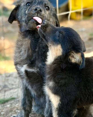 Taglia media, maschi . Cuccioli