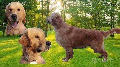 Maschio di Golden Retriever