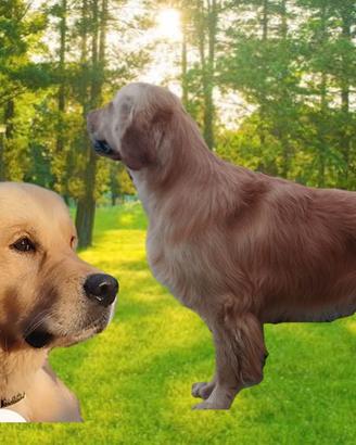 Maschio di Golden Retriever