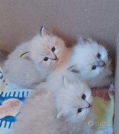 Cuccioli Ragdoll Blue Point Seal Point