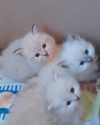 Cuccioli Ragdoll Blue Point Seal Point