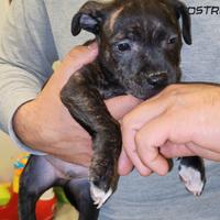 Staffordshire bull terrier