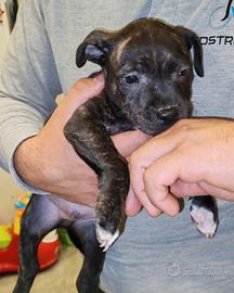Staffordshire bull terrier
