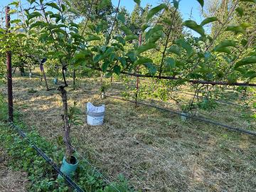 Terreno e Impianto di kiwi in produzione