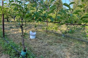 Terreno e Impianto di kiwi in produzione