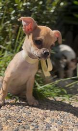 Cucciolo chihuahua 60 giorni