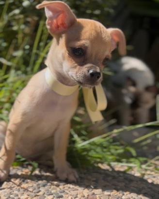 Cucciolo chihuahua 60 giorni