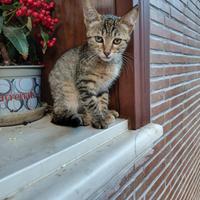 Una casa per questa gattina