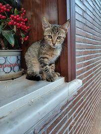 Una casa per questa gattina