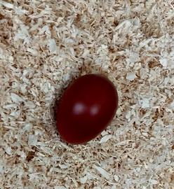 Galline ornamentali dalle uova cioccolato