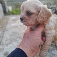 Ultimi cuccioli di maltipoo