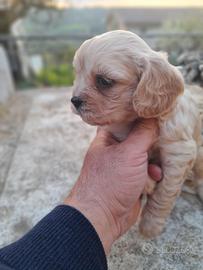 Ultimi cuccioli di maltipoo