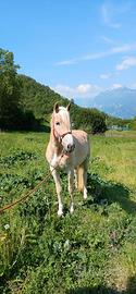 Puledra haflinger