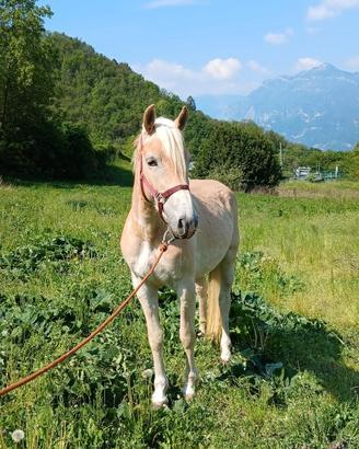 Puledra haflinger