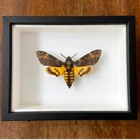 Farfalla vera in cornice - Acherontia atropos