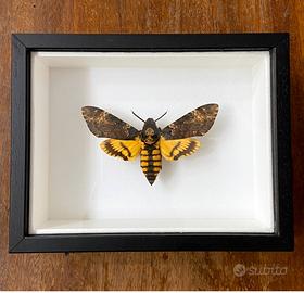 Farfalla vera in cornice - Acherontia atropos