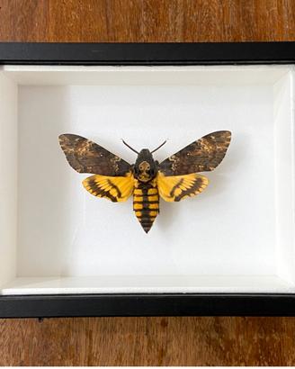 Farfalla vera in cornice - Acherontia atropos
