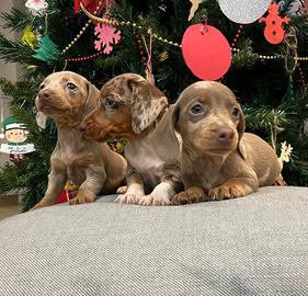 Cuccioli di bassotto nano pelo corto