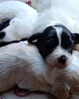 Cuccioli mix cocker&setter