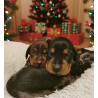 Cuccioli di bassotto con pedigree