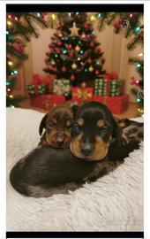 Cuccioli di bassotto con pedigree