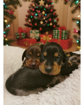 Cuccioli di bassotto con pedigree