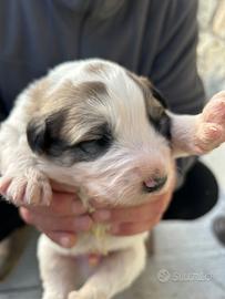Cane da montagna dei Pirenei